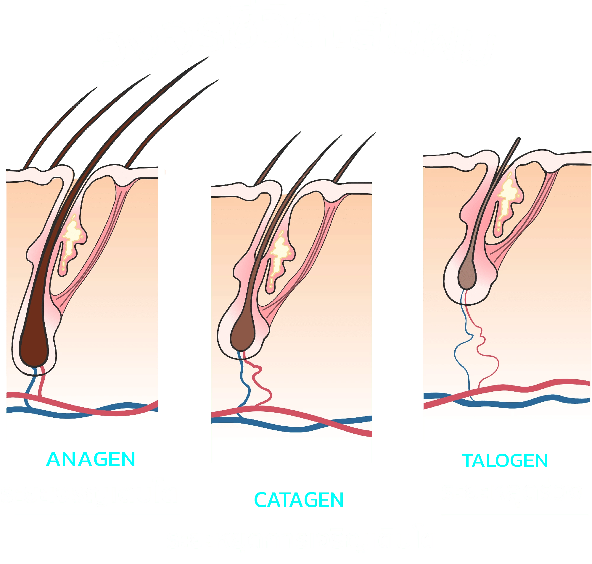 J HAIR เซรั่มปลูกผม ปลูกคิ้ว ปลูกหนวดเครา